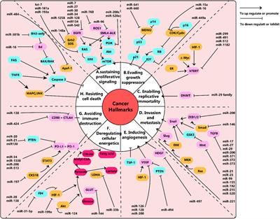 Non-coding RNAs and exosomal non-coding RNAs in lung cancer: insights into their functions